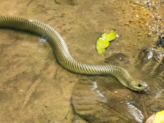 Military Ground Snake photo 5