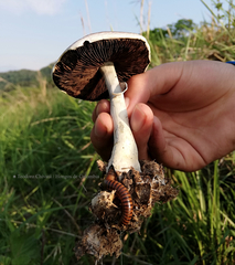 Psilocybe cubensis