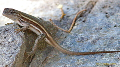 Sceloporus virgatus