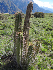 Corryocactus brevistylus