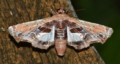 Eutelia pulcherrimus