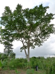 Ficus mucuso image