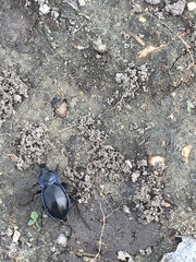 Carabus finitimus