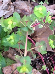 Euphorbia commutata