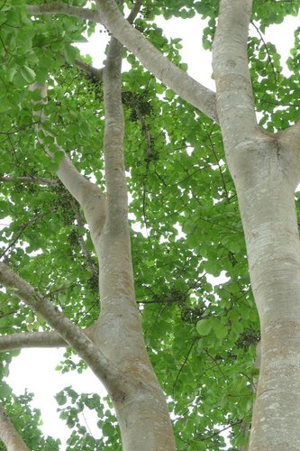 Ficus mucuso