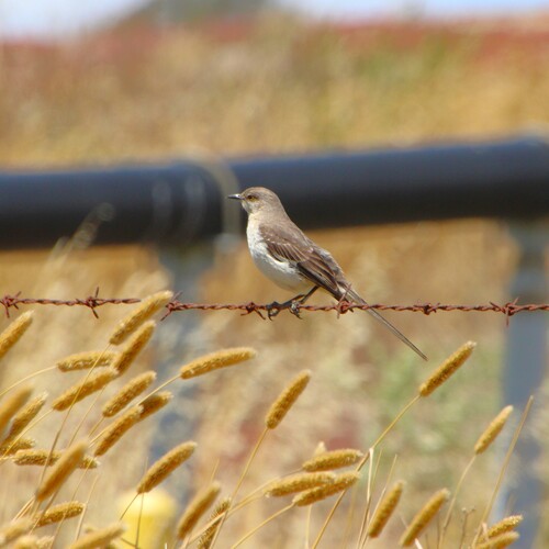 iNaturalist observation photo of Northern Mockingbird