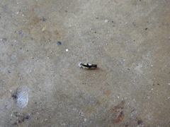 Diedrocephala variegata