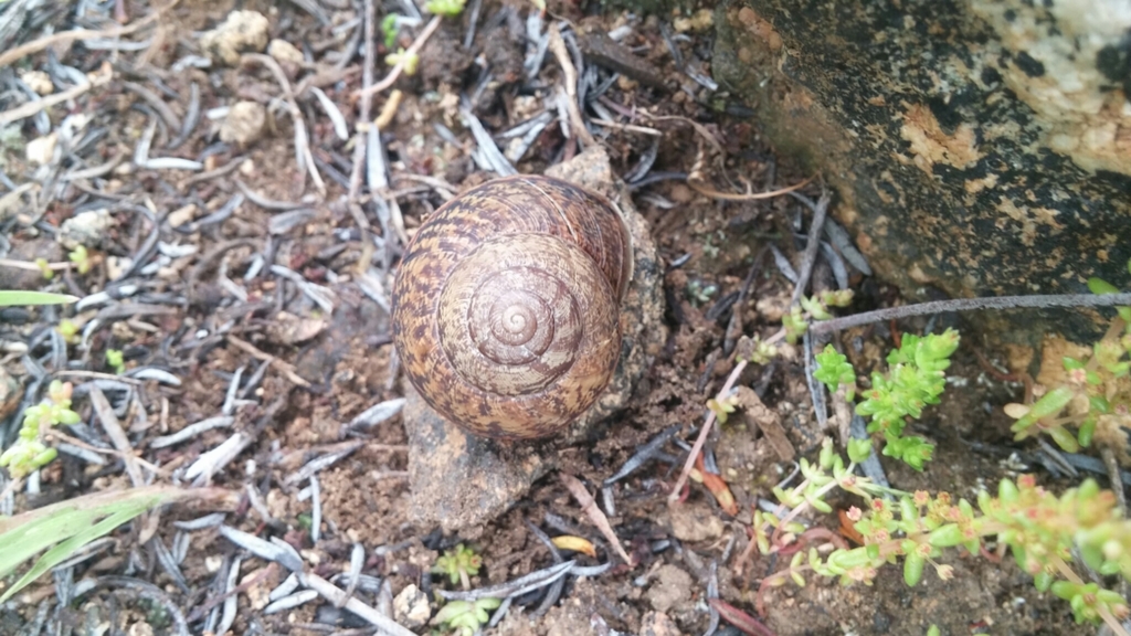 speckled cactussnail