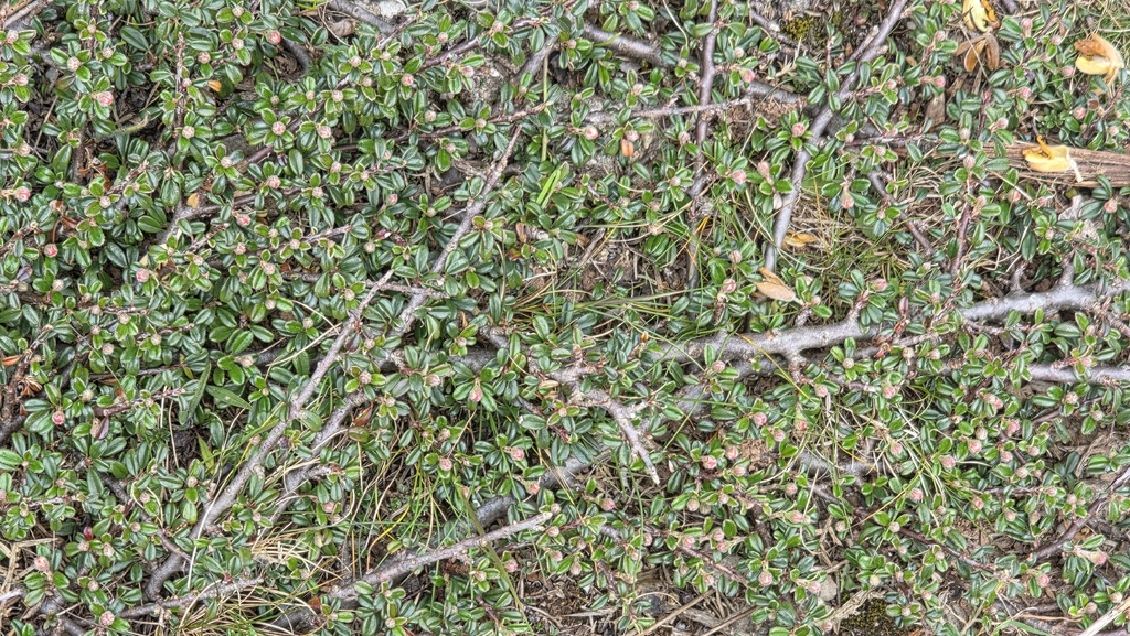 Cotoneaster integrifolius; photograph (c) Sandra Stewart, some rights reserved (CC BY)