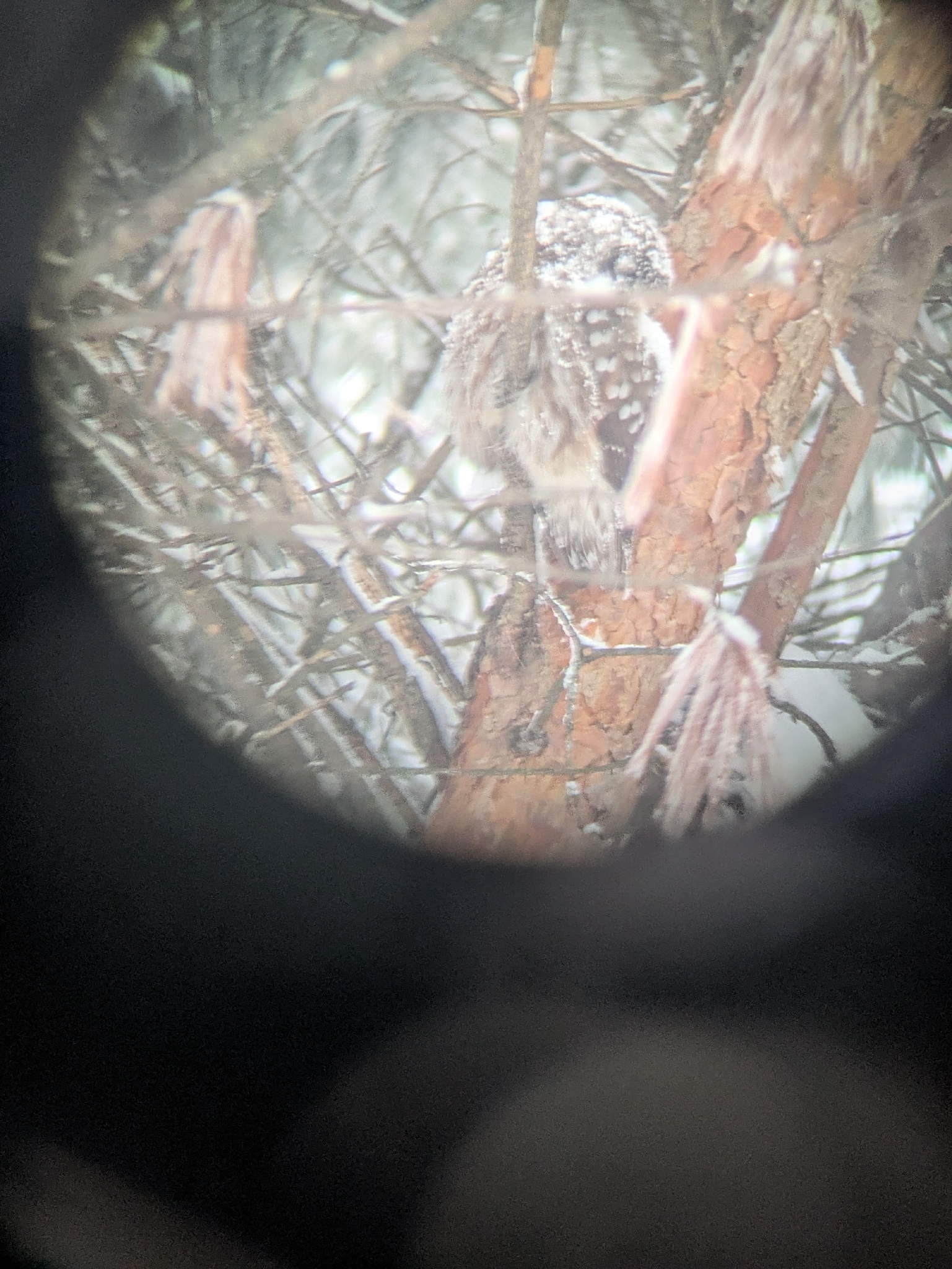 Boreal Owl (Aegolius funereus), photo 3