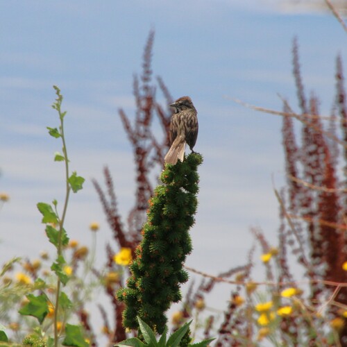iNaturalist observation photo of Song Sparrow