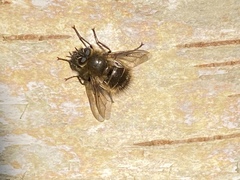 Tachina ursina