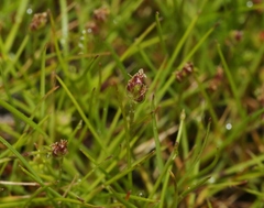Plantago elongata