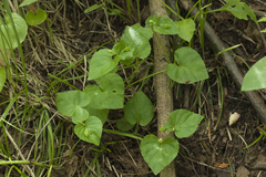 Viola acuminata