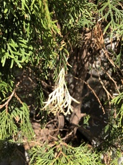 Pestalotiopsis funerea