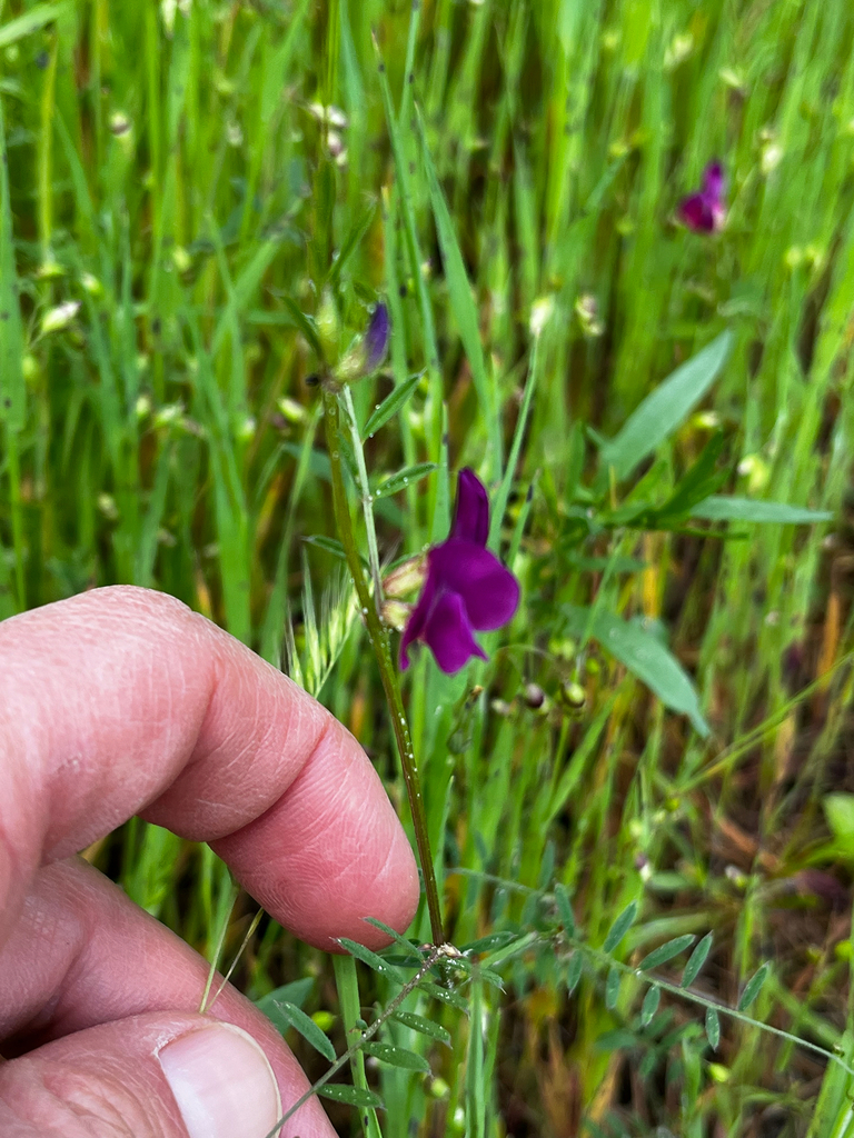 Common Vetch from Quail Hollow Rd, Felton, CA, US on April 26, 2026 at ...