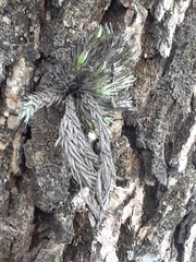 Tillandsia tricholepis