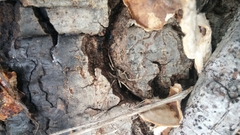 Protolophus