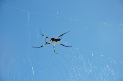 Trichonephila inaurata inaurata