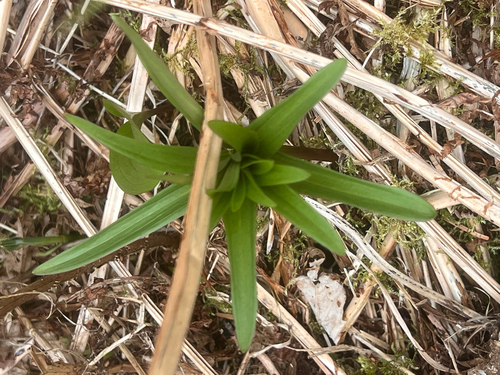 Fritillaria camschatcensis