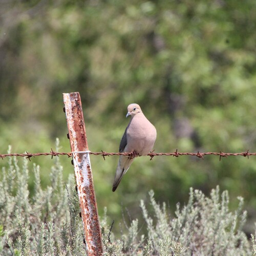 iNaturalist observation photo of Mourning Dove