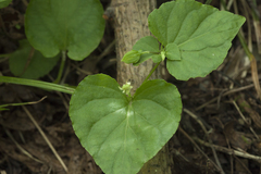 Viola acuminata