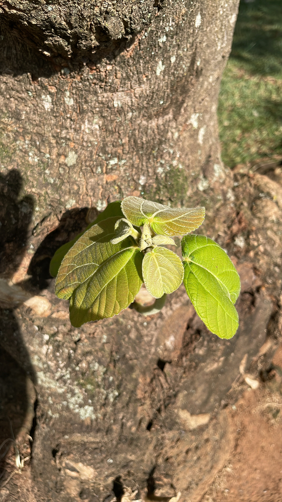 Foto de Tanheiro