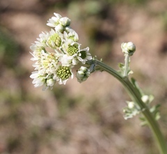 Hymenopappus