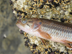 Erythrinus kessleri