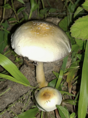 Psilocybe cubensis