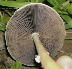 Psilocybe cubensis