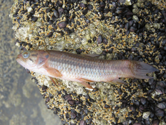 Erythrinus kessleri