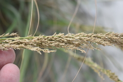 Eragrostis prolifera