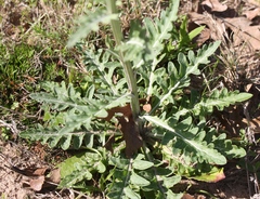 Hymenopappus