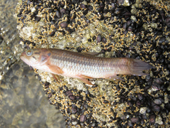 Erythrinus kessleri