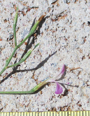 Dicliptera paniculata