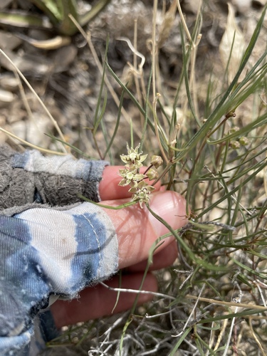 Longhood milkweed