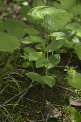 Polygonatum humile
