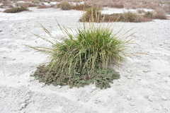 Eragrostis prolifera