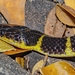Andaman Krait - Photo (c) Daniel Liepack, some rights reserved (CC BY-NC), uploaded by Daniel Liepack