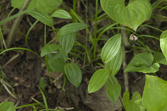 Polygonatum humile