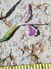 Dicliptera paniculata