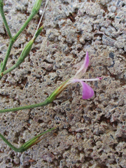 Dicliptera paniculata