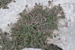 Euphorbia anthonyi