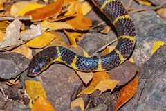 Bungarus andamanensis