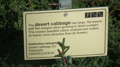 Kalanchoe luciae
