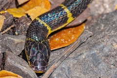 Bungarus andamanensis