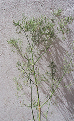 Dicliptera paniculata