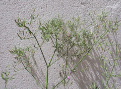 Dicliptera paniculata