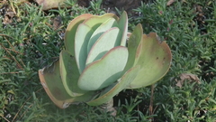 Kalanchoe luciae